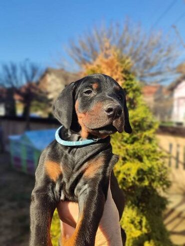 Psi: Na prodaju štenci trenutno u toku rezervacije . Stari 40 dana biće — 8