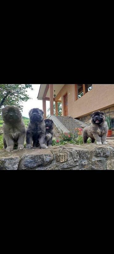 Psi: Kavkaski ovcari, štenci na prodaju stari 2 meseca slobodni za na lalafo.rs — 6 Psi: Kavkaski ovcari, štenci na prodaju stari 2 meseca slobodni za — 6