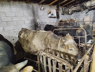 Коровы, быки: Продаю | Бык (самец) | На откорм | Привязанные — 7