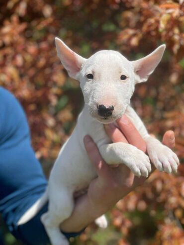Psi: Štenci minijaturnog bull terijera, oštenjeni 08.03.2023. Dostupne 3 — 9