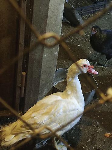 pedigree it yemi: Salam ördəklər satılır. 2 erkek 3 dişi erkeklerin 4 kq dan çox — 6