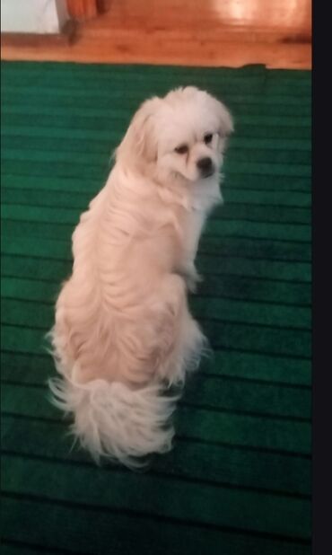 i̇tlər pekines: Pekines, 8 ay, Erkek