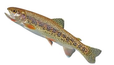 шкаф для документов: 🐟 Продаю мальков форели (стальноголовые) — Бишкек, ж/м Биримдик 📌 21