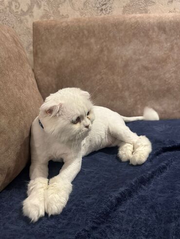 enzo шампунь отзывы: Erkek sotland sallaqqulaq 7 ayliq tam baximli peyvendli baladir. Isle