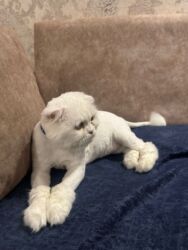 sort pişik: Şotland yastı qulaq, Erkək, Yaxşı əllərə, Ödənişli çatdırılma