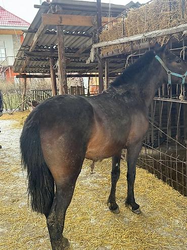 Лошади, кони: Продаю | Жеребец, Жеребенок — 3