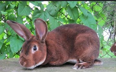Декоративные кролики: Продается кролик породы Рекс – настоящий аристократ среди кроликов!
