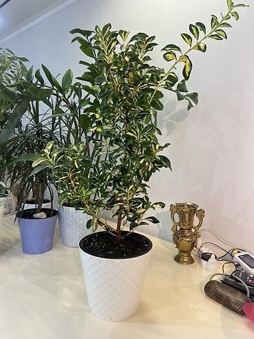 Драцены и Сансевиерии: Доставка по городу бесплатно . Адаптированные пересаженные Комнатные — 6