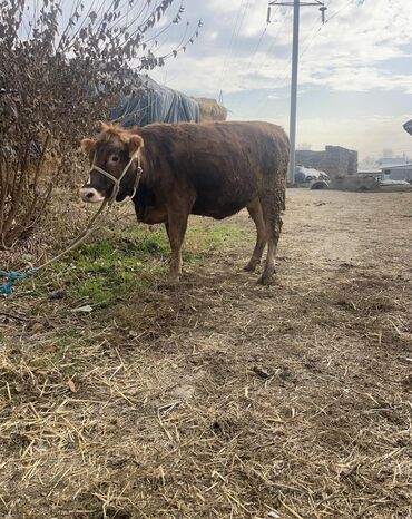 Коровы, быки: Продаю | Корова (самка) | Для молока | Привязанные — 6
