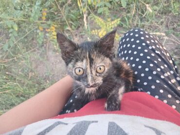 кошка с разными глазами: Кошка даром: Беспородная, 2 месяца, Девочка
