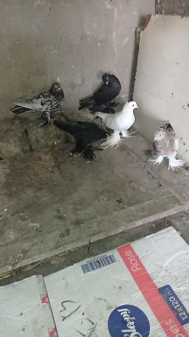 tovuz quşu satışı: Göyərçin kolleksiyası – lələkli ayaqlı dekorativ cinslər 5 eder iri — 5