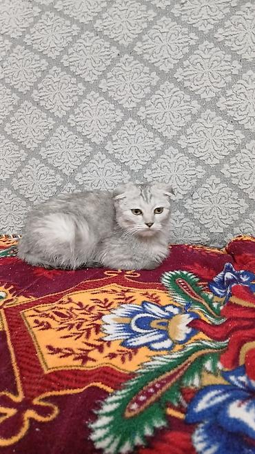 кошки купить бишкек: Шотландская вислоухая кошка (Scottish Fold) - Окрас: серебристый — 4
