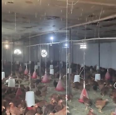 sumqayitda kiraye evler: Satış üçün: Tam avadanlıqlı toyuqçuluq-ferma obyekti Xüsusiyyətlər: - — 10
