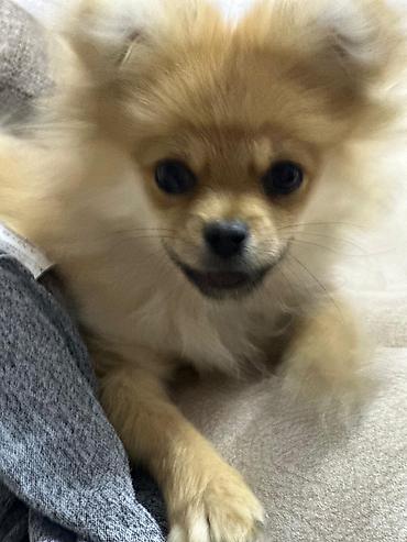 İtlər: Şpitz — 2