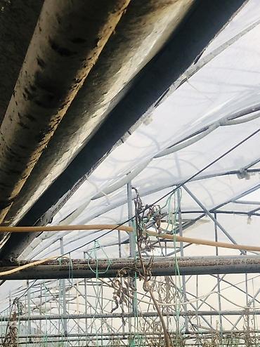 pəncərə barmaqlığı: Məhsul: Metal karkaslı istixana konstruksiyaları (sökülüb-aparmaq — 3