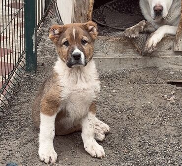 pitbul balaları: Qurdbasar, 3 ay, Erkek, Peyvəndli, Ünvandan götürmə, Ödənişli çatdırılma