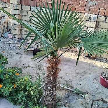agac tingleri satilir: Yelpək yarpaqlı palma ağacı – Trachycarpus fortunei (Həştərxan/Çin — 5