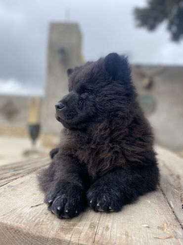 samoyed balasi satilir: Çau-Çau, 4 ay, Dişi, Peyvəndli, Ünvandan götürmə