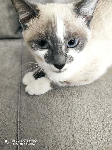 кормовая соль для животных: 2 месяца, Девочка
