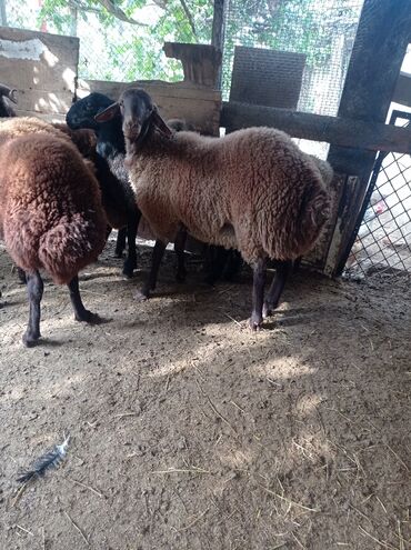 Qoyunlar, qoçlar: Erkək, Qala, il: 1, 75 kq, Damazlıq, Ünvandan götürmə -da lalafo.az — 13 Qoyunlar, qoçlar: Erkək, Qala, il: 1, 75 kq, Damazlıq, Ünvandan götürmə — 13