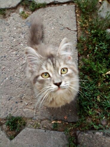 котёнок в добрые руки: Отдам котят в добрые руки