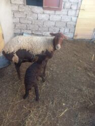 Digər kənd təsərrüfatı heyvanları: Balalı qala cinsi qoyunlar satılır. Super qoyunlardı.Cavandırlar.3 -da lalafo.az — 8 Digər kənd təsərrüfatı heyvanları: Balalı qala cinsi qoyunlar satılır. Super qoyunlardı.Cavandırlar.3 — 8