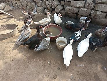 Kənd təsərrüfatı quşları: 13 heyvandi kom 250 manat ünvan şhüvelan tek tek 30 manat — 3