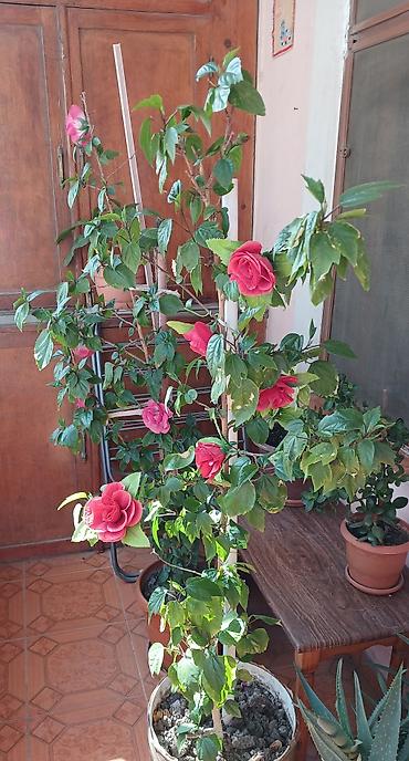 etirsah bitkisi: Qırmızı çiçəkli hibiskus (Çin qızılgülü) – iri, parlaq yaşıl yarpaqlı — 3