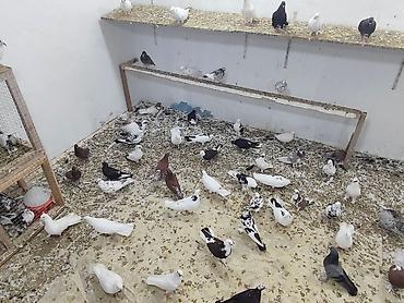 Digər heyvanlar: Satılır 4 manatdan hamsi tutulma heyvanlardir unvan Baki rayonlara — 2