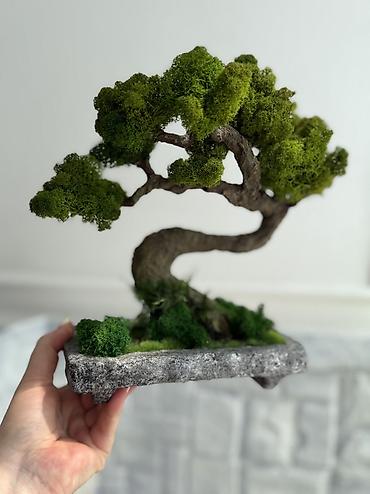 Другой декор и предметы интерьера: В переводе с японского Бонсай означает «дерево, выращенное в блюде» — 45