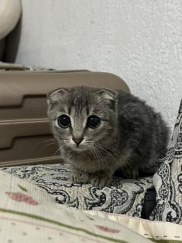 Продажа кошек: Скотиш Фолд (Шотландская вислоухая), 2 месяца, Мальчик, Серый, Приучена к лотку — 1