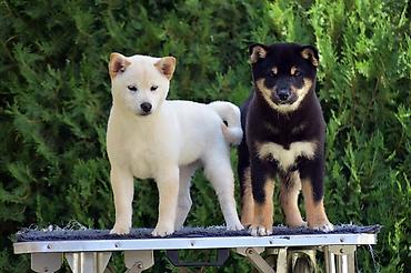 Psi: NEW "MINMIGORA' S" litter "Minmigora' s" Shiba Inu kennel present new — 8