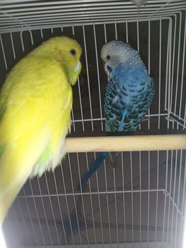 Tutuquşları: Cüt quşlar satılır qəfəslərlə bir yerdə ucuz qiymətə valnistiy — 7