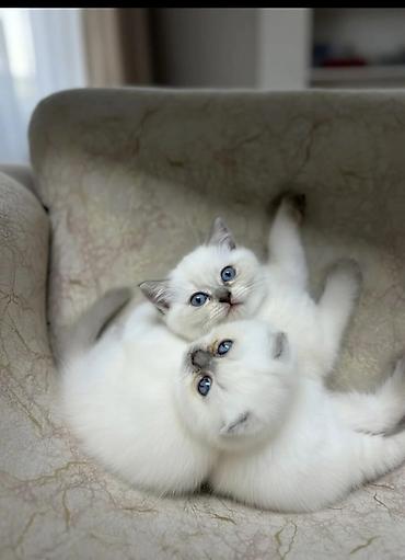 Pişiklər: Şotland — 6