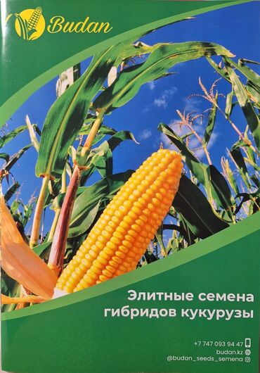 кукуруза початка: Семена и саженцы