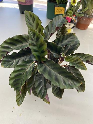 Бөлмө өсүмдүктөрү: Калатея Руфибарба (Calathea rufibarba) в пластиковом горшке. - — 2