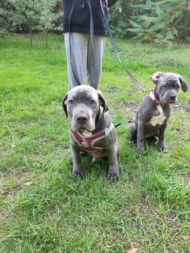 Другие животные: Продаем щенков кубинского питбультерьера, линейное разведение — 2