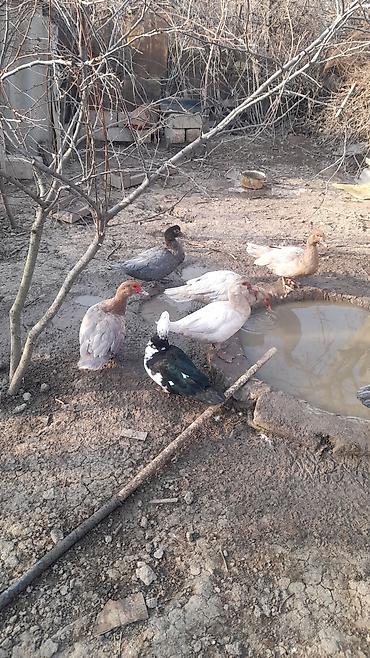 heyvanlar quslar: 4 Erkey 5 Dişi lal ördəklər satılır damazdıq heyvanlardı Erkeylər 40 — 7