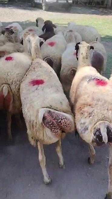 toyuq ucuz qiymete: Dişi, il: 1, Damazlıq, Pulsuz çatdırılma — 6