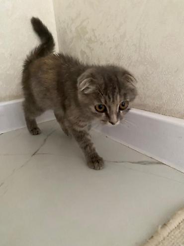 мал кой: Шотландский вислоухий котёнок (Scottish Fold) - Окрас: серо-дымчатый — 1
