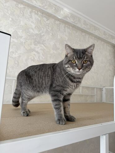 связи с переездом: Продам кота в хорошие, добрые руки🙏🏽 Возраст 1,5 года К лотку приучен
