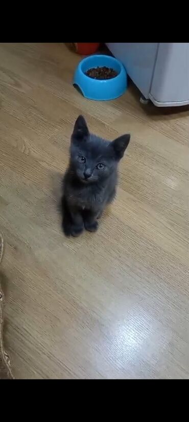heyvan bazarı: Tabbi, Dişi, Yaxşı əllərə, Ünvandan götürmə