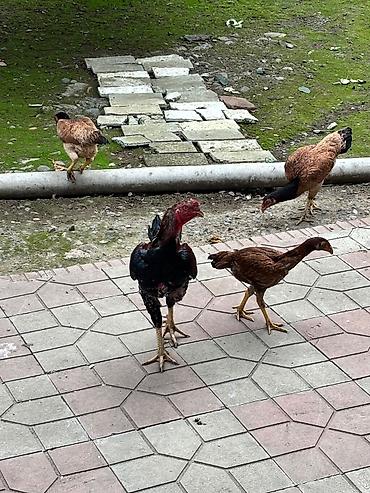 ucuz toyuq satisi: Toyuq, Damazlıq — 1