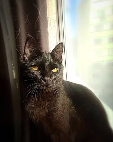 бенгальский котенок: 9 месяцев, Мальчик, Приучена к лотку, Проглистована