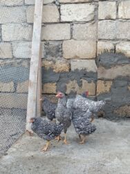 Digər quşlar: 6 eded 3 ayliq amroks cinsi(3 fere 3 xoruz)6 ededi 65azn. 8 eded 5 — 14