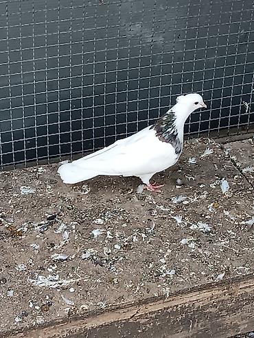 keci satanlar: Cavan erkəydi Dekorativ göyərçin – ağ tüklü, boyun və döş — 2