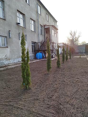Газон: Сеем газон, Поссев газон, Газон себебиз 🌱 под ключ 🏡по городу бишкек — 24
