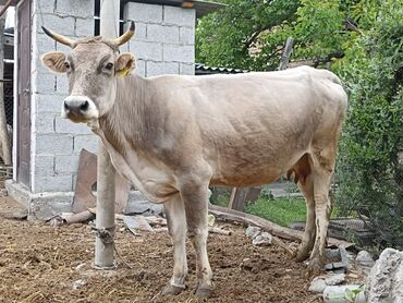 карова голштин: Продаю | Корова (самка) | Для молока