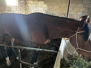 Лошади, кони: Продаю | Жеребец | Рабочий — 7