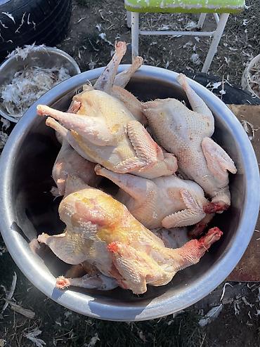 кой ети: Продаю | Куры | Несушки — 8